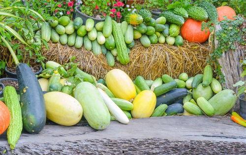 娱乐吃瓜公司有哪些名字,那些独具特色的“吃瓜”公司名大盘点 第3张 娱乐吃瓜公司有哪些名字,那些独具特色的“吃瓜”公司名大盘点 第3张