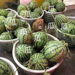 全娱乐吃瓜  第2张